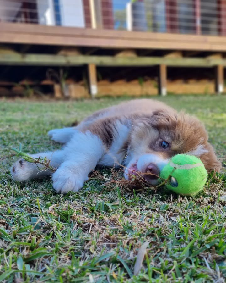 Terry - Australian Shepherd Puppy